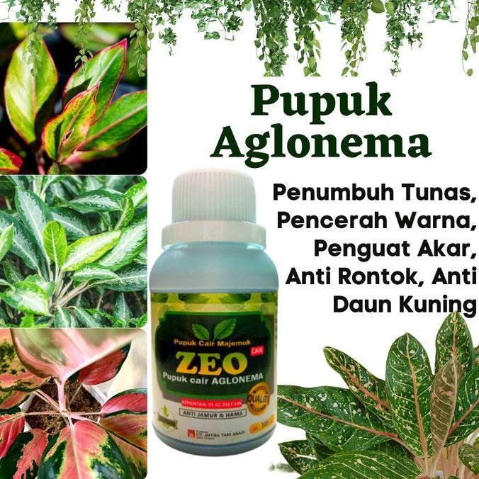 Pupuk Daun Aglonema Cair, Pupuk Khusus Aglonema Terbaik Nema Grow