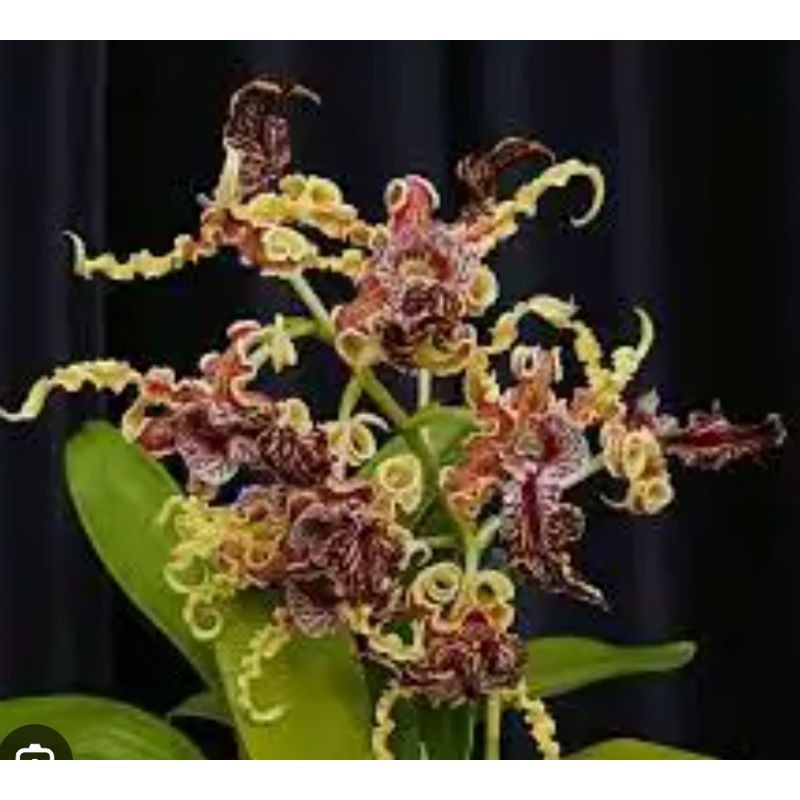 dendrobium spectabile