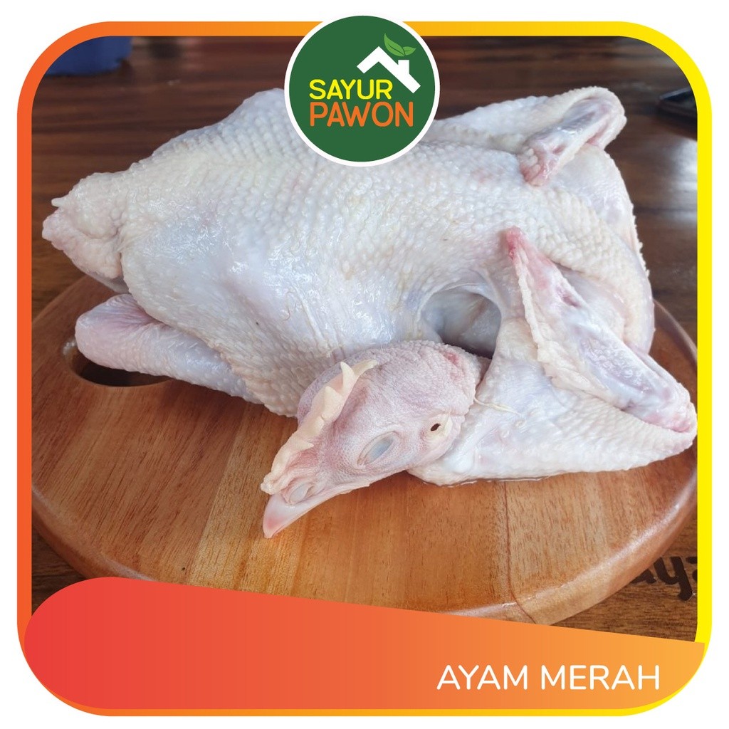 

AYAM MERAH / AYAM PETELUR segar per ekor - Sayur Pawon