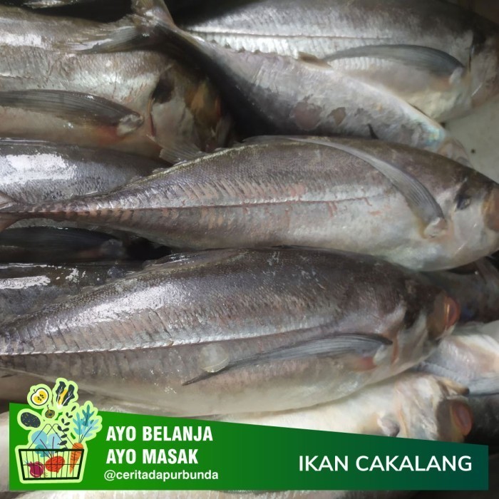 

IKAN CAKALANG per 500 gr