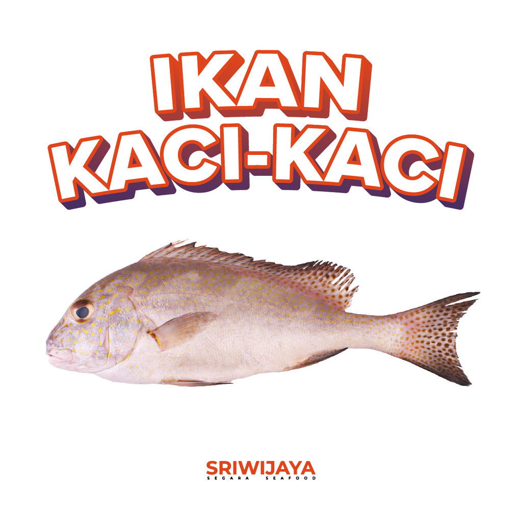 

Ikan KACI-KACI