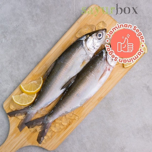 

Ikan Bandeng Tidak Beku 350 - 450 gram Sayurbox