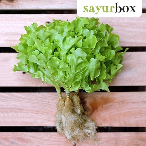 

Selada Oakleaf Hijau Hidroponik Hidroponik 250 gram Sayurbox