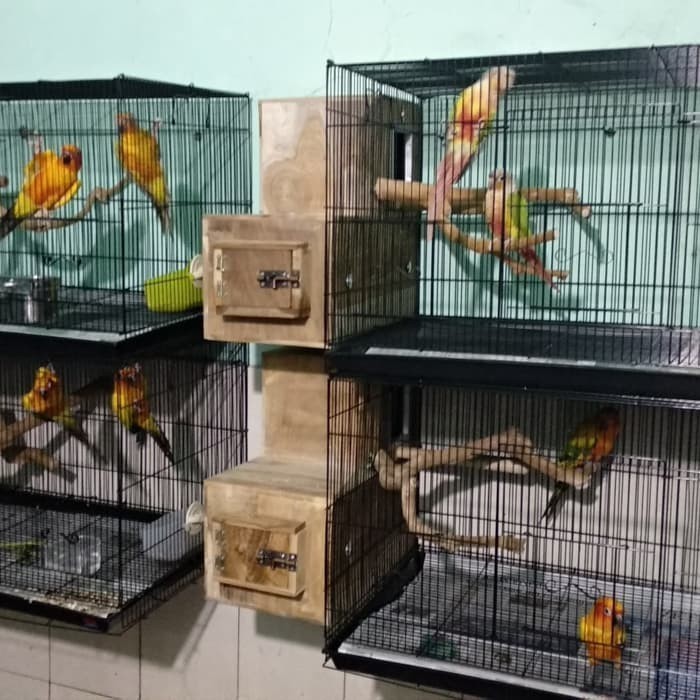 Kandang Ternak Parrot Fullset Glodok Sun Conure Irn Monk Hans Falk Lb