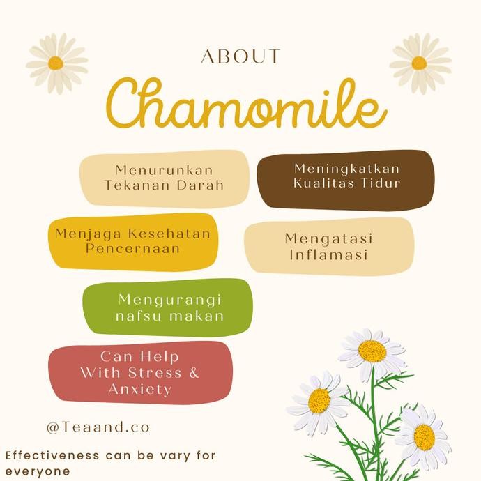 

TERBARU TEH CHAMOMILE / TEH BUNGA CHAMOMILE KERING / DRIED CHAMOMILE TEA !!!!!