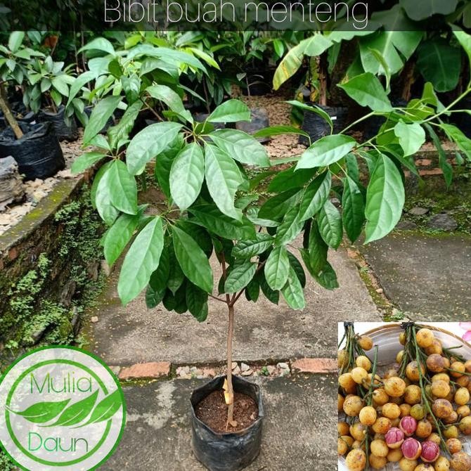 Bibit tanaman menteng/Pohon buah menteng/Jumbo/Bencoy/Rambe/Rambai ATY
