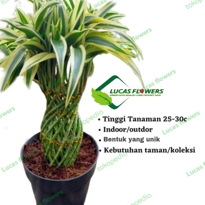 TANAMAN HIAS BAMBU HOKI SRIREJEKI + POT