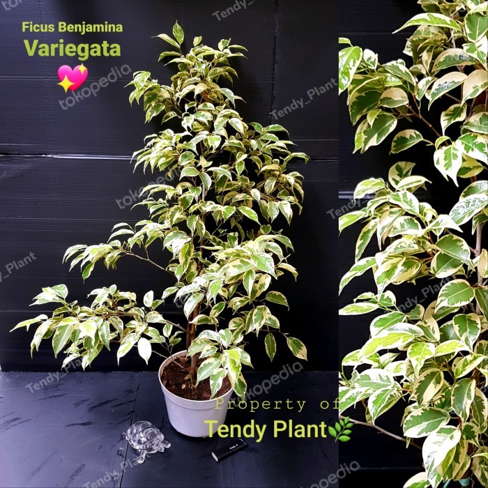 FICUS BENJAMINA VARIEGATA,BERINGIN PUTIH +POT PUTIH
