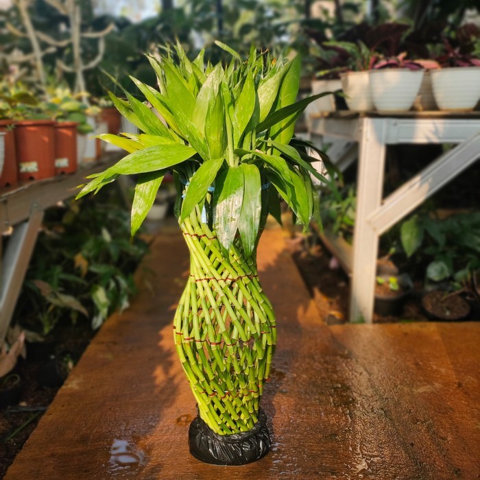 TANAMAN HIAS BAMBU HOKI MODEL GUCCI BESAR