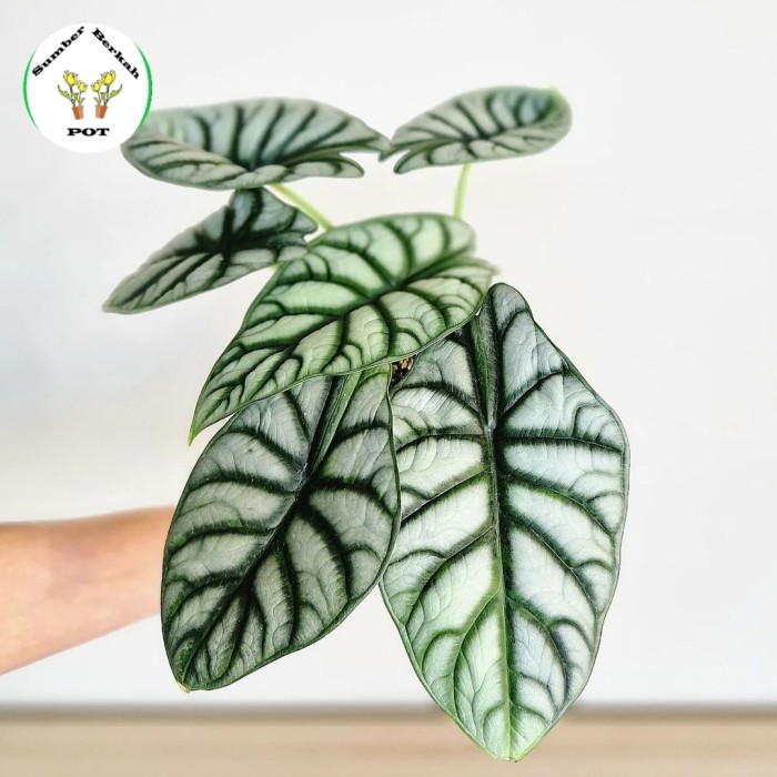 TANAMAN HIAS ALOCASIA SILVER DRAGON - DRAGON SILVER