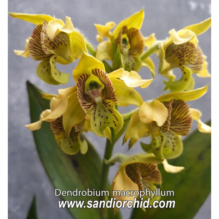 DENDROBIUM MACROPHYLLUM (ANGGREK JAMRUD)