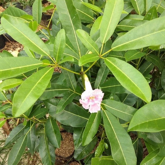 TANAMAN TABEBUYA PINK MULAI BELAJAR BERBUNGA / POHON TABEBUYA PINK