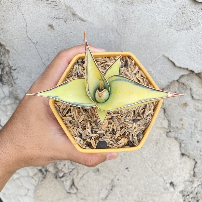 SANSIVERA PINGUICULATA VAR