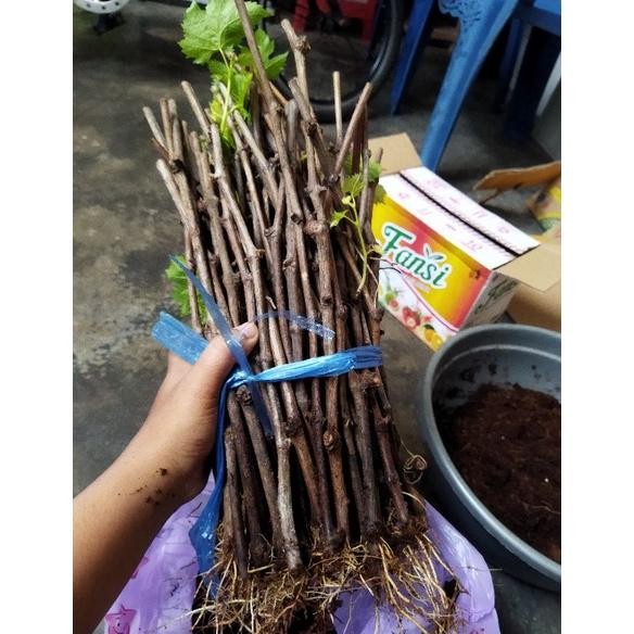 cutting anggur alfonso sudah berakar