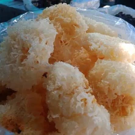 

Jamur Putih-White Fungus-Jamur Kuping Putih-Jamur Salju-Jamur Es