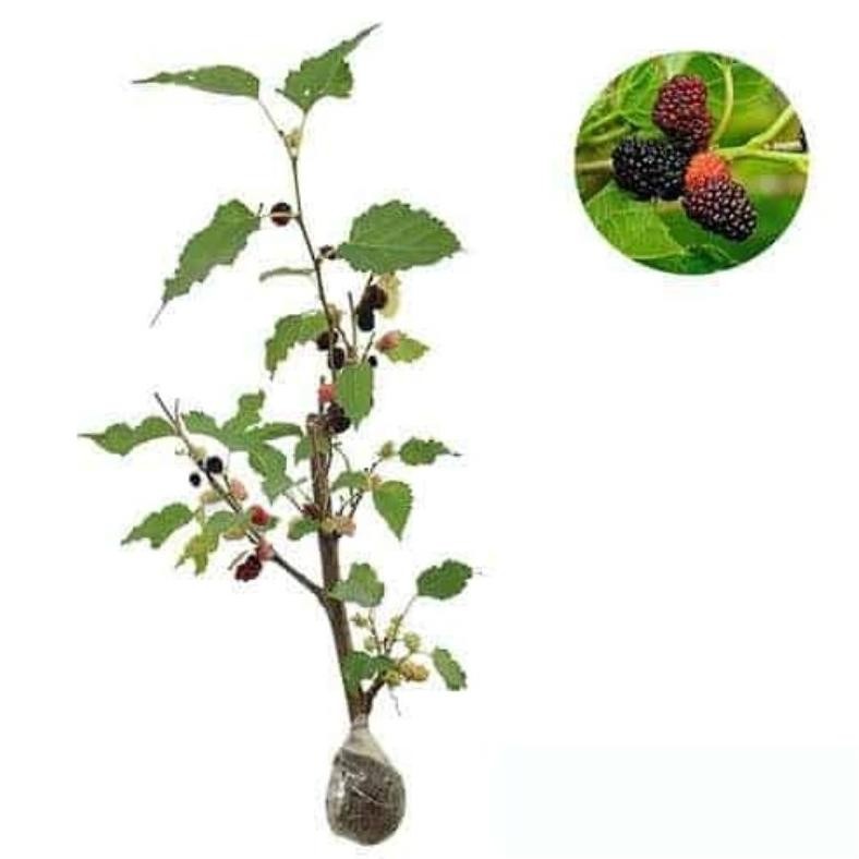 Bibit Tanaman Murbei jumbo