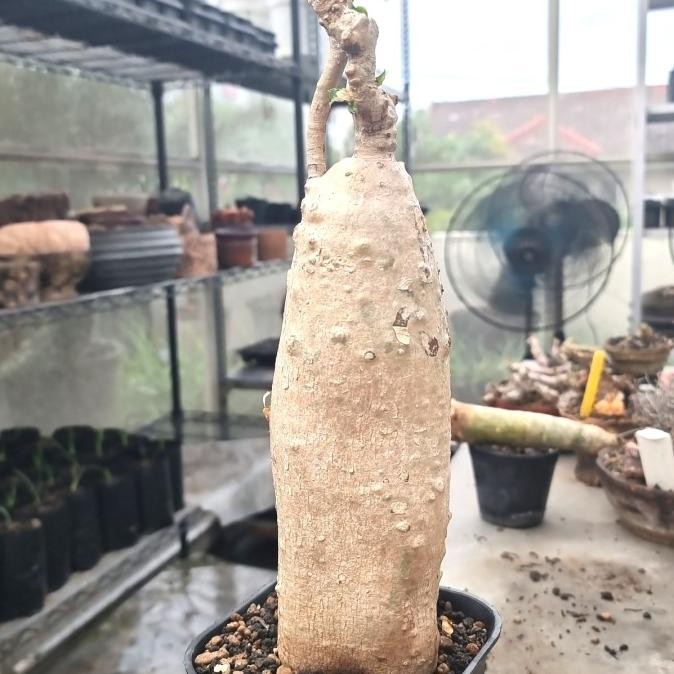 TERBARU - Fockea edulis caudex succulent sukulen