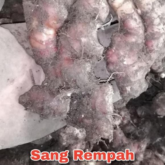 

Jahe Merah Segar Nim Tanah 1 Kg