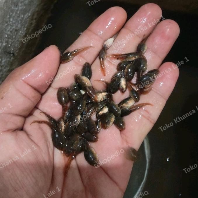 XD27 Paket 100 ekor Kecebong Umpan Pancing/Pakan Ikan Predator Hemat
