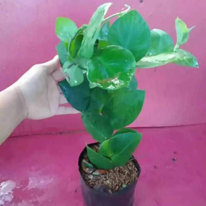 [Plastik] Tanaman Dolar Rambat Daun Besar [Mini]