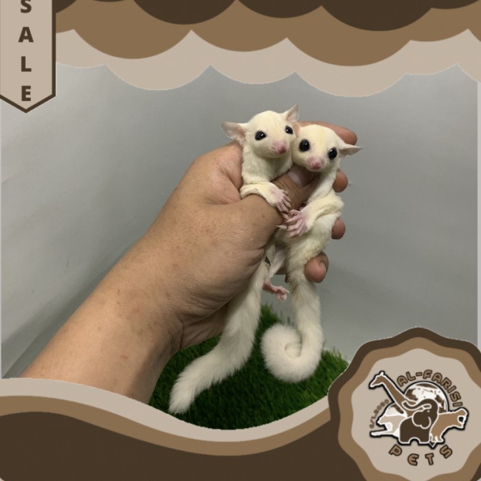 Sugar Glider SG Leucistic Sepasang Joy Murah Meriah Termurah