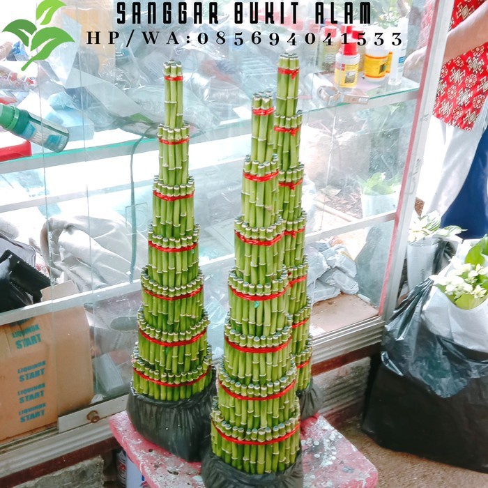 [Hiasan] Tanaman Hias Bambu Hoki/Bambu Rejeki/Bambu Cina Susun 7 [Taman]
