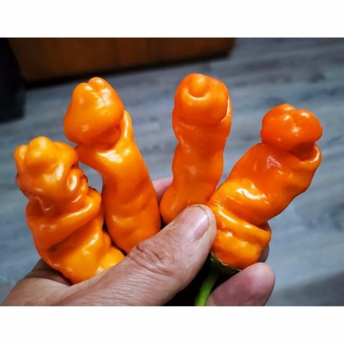 3 BUTIR BIJI / BENIH CABE PORNO ORANGE PETER PEPPER