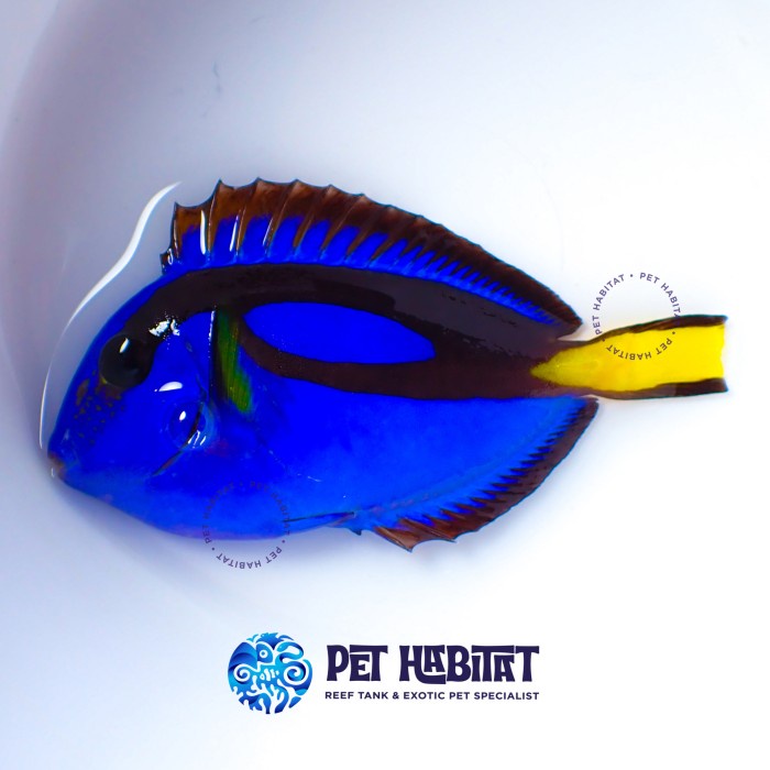 Ikan Hias Dori Regal Blue Tang letter six 6 size M - L sudah melet