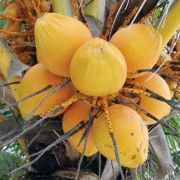 

Buah Kelapa Bubuk Kuning Spy