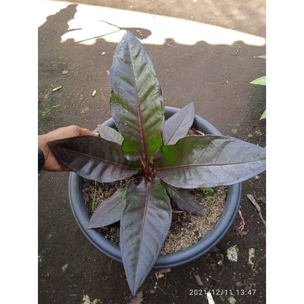 Hokeri Burgundy Black