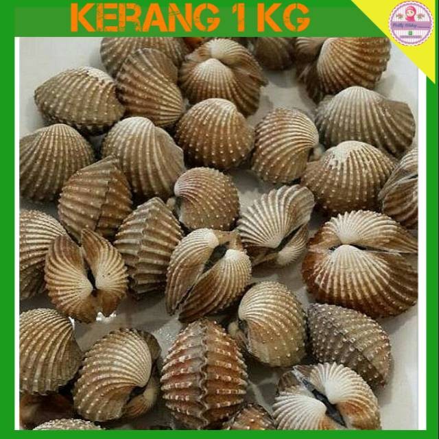 

Kerang 1 Kg - Pos Sayur Buah Ikan Segar Palembang