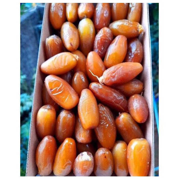 

Bettifer Kurma Muda Ruthob Promil/Kurma Muda Libya/Kurma Ruthob Muda Libya/Kurm