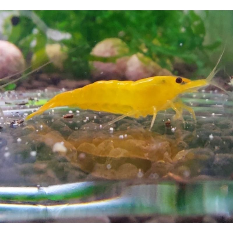 asesoris aquarium jenis udang orange