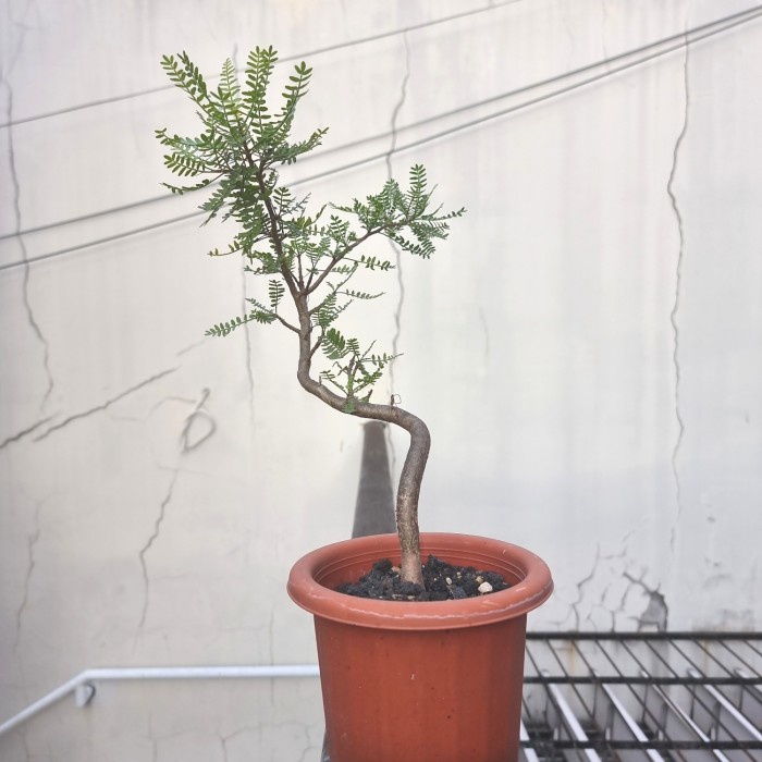 Terlaris Bursera Microphylla Sukulen Rare