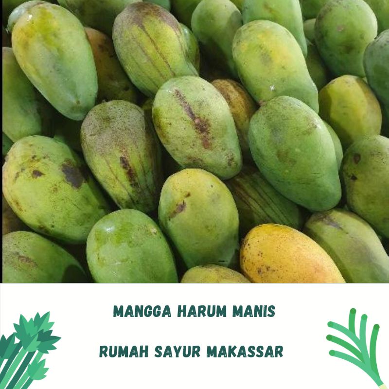 

mangga harum manis