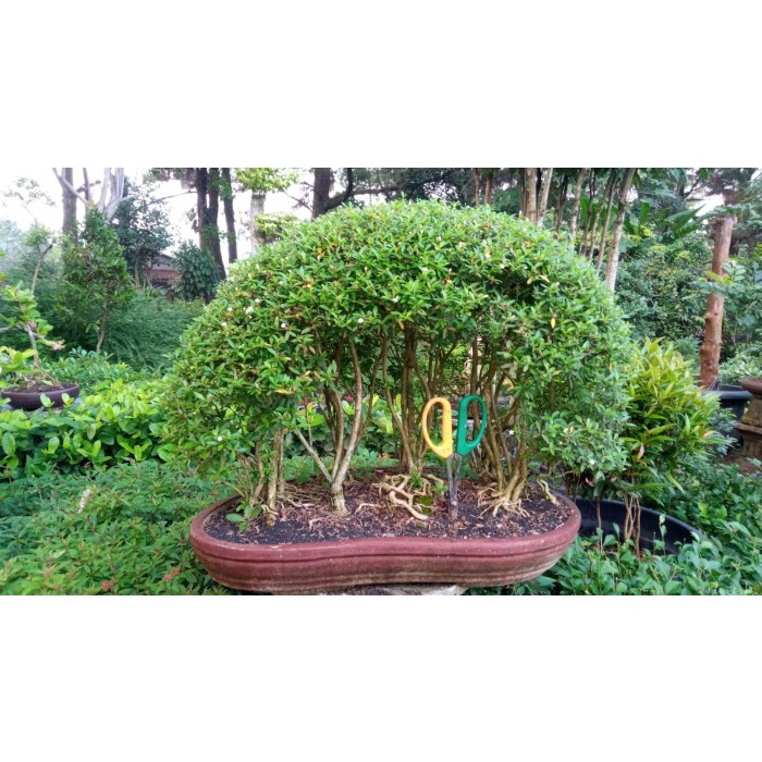 MUST HAVE BONSAI SERIBU BINTANG SERBIN MIKRO TERLARIS