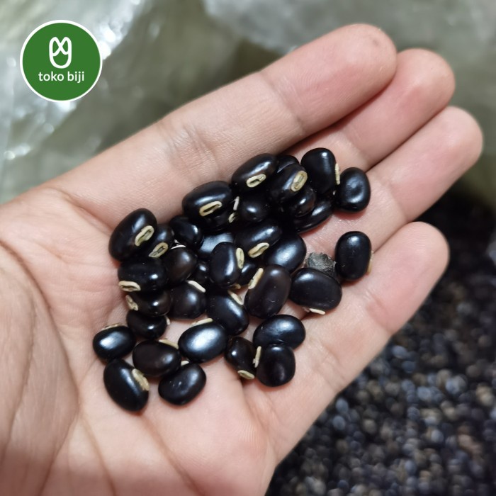 Kacang Mucuna bracteata / kacang MB / benih MB