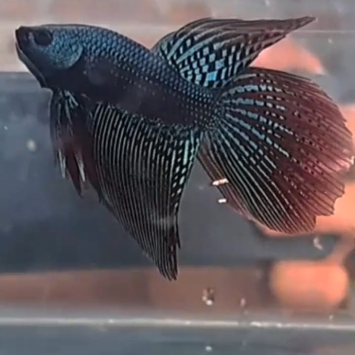 Ikan Cupang Heybrid ALIEn Samurai Long Fins