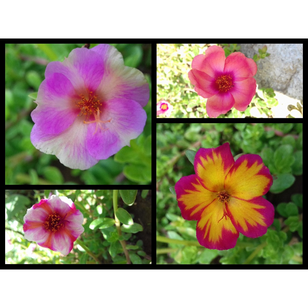 BIBIT BUNGA KROKOT WARNA WARNI KROKOT TUMPUK PER WARNA 7 STEK / MIX  4 WARNA