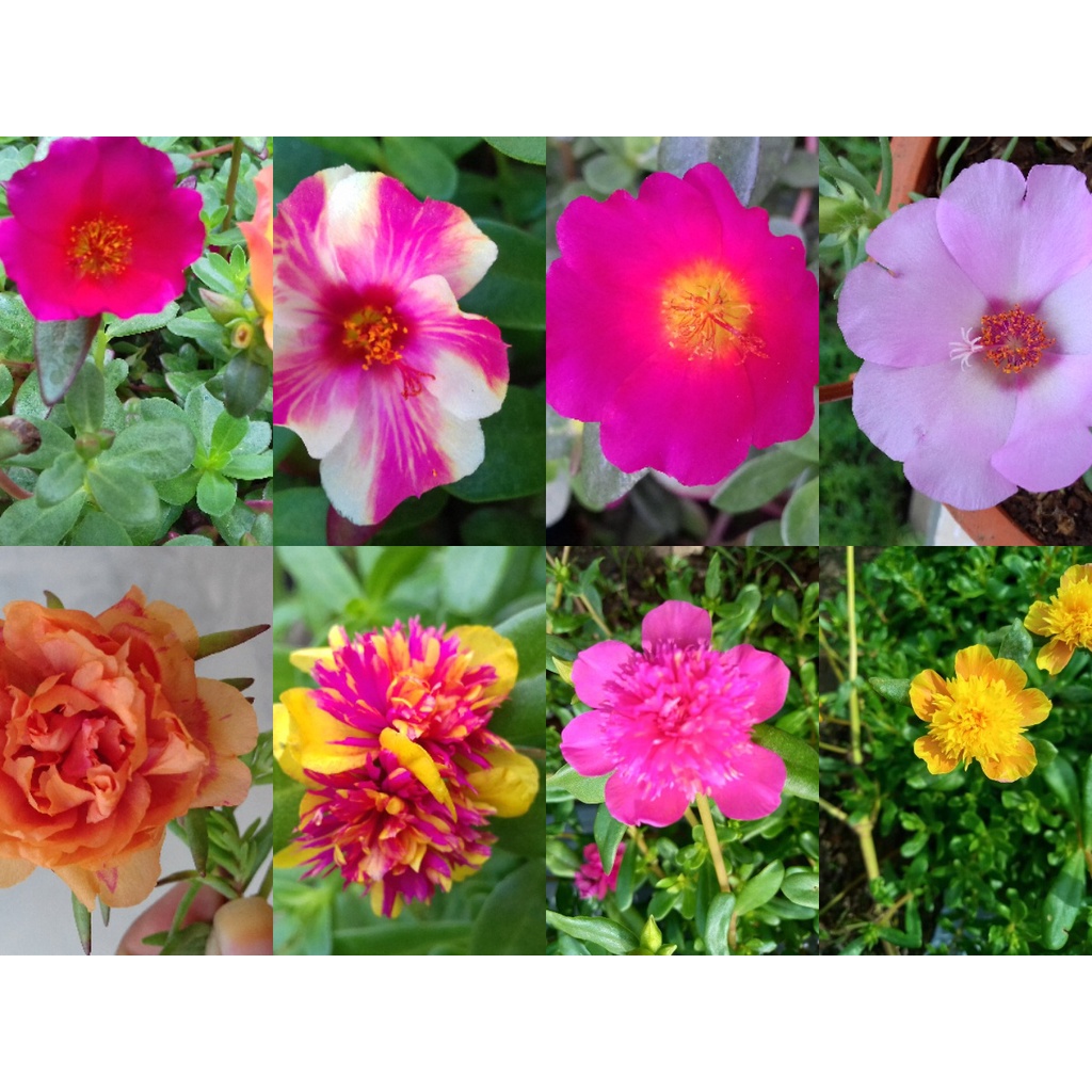 BIBIT BUNGA KROKOT WARNA WARNI KROKOT TUMPUK PER WARNA 7 STEK / MIX  11 WARNA