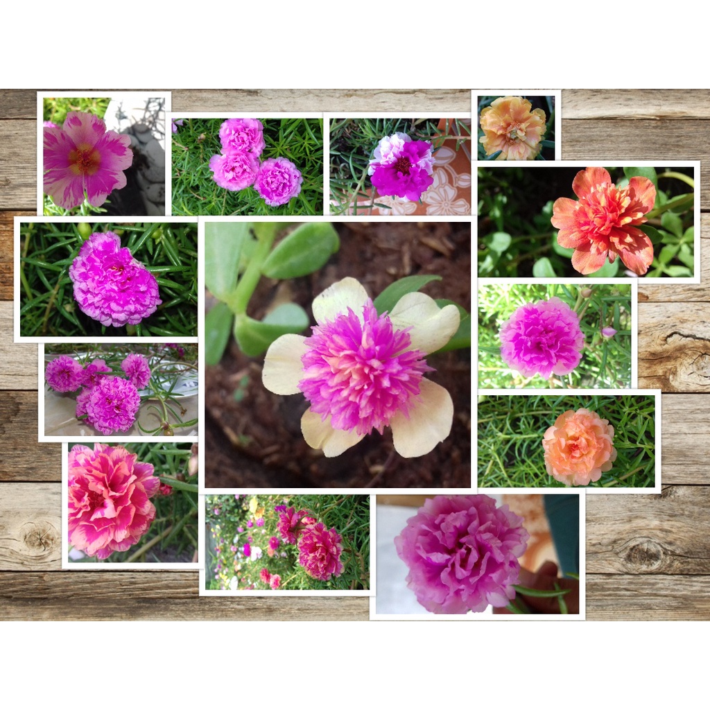 BIBIT BUNGA KROKOT WARNA WARNI KROKOT TUMPUK PER WARNA 7 STEK / MIX  13 WARNA