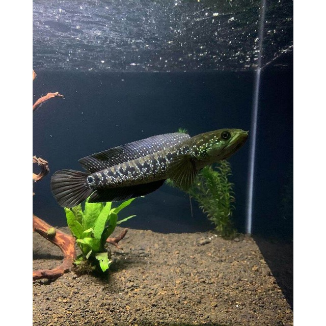 chana asiatica hiasan aquarium