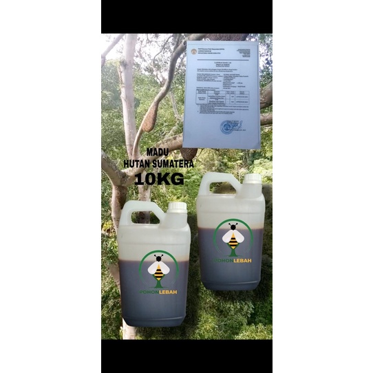 

madu hutan sumatera 10 kg curah riau kampar