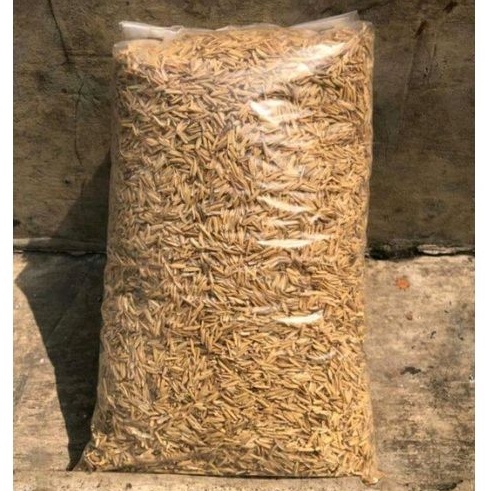 sekam padi kering fermentasi sekam campuran media tanam