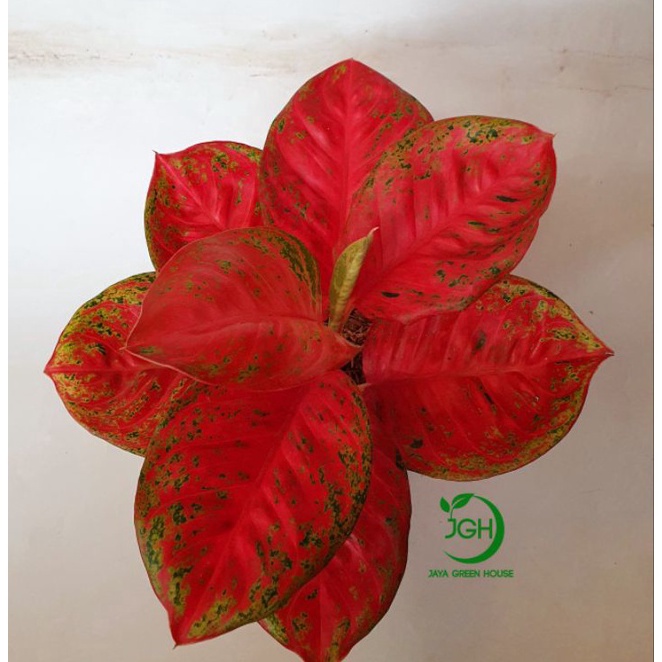 ￣ GROSIR Aglonema Wulandari Bestseller'
