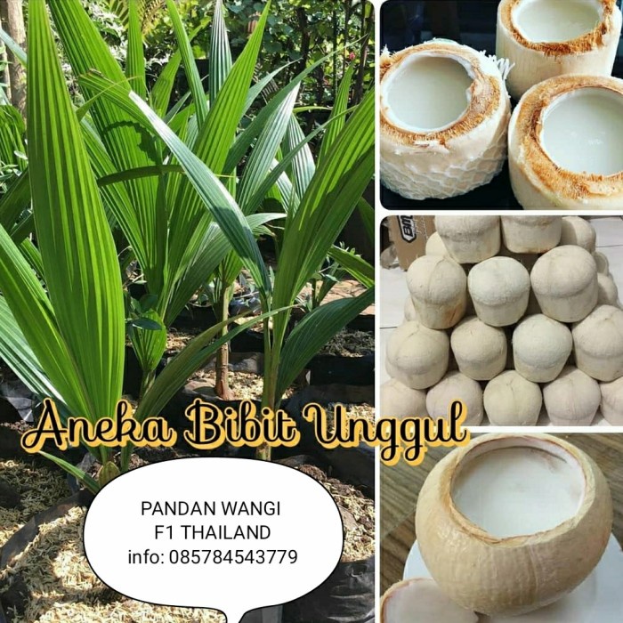 TERLARIS bibit kelapa pandan wangi f1 thailand / tanaman kelapa pandan wangi /GUNTING DAHAN/BIBIT
