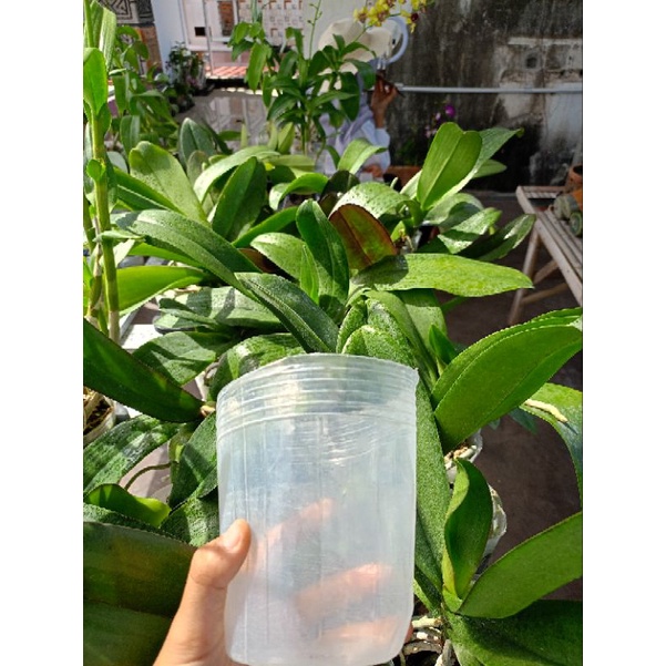 ANGBUL DEWASA 60 GET 1