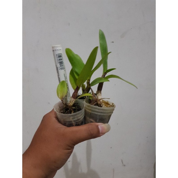 anggrek dendrobium Ly bunga hitam batang hitam