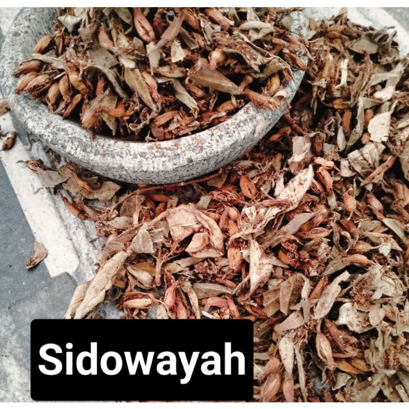 

Bunga Sidowayah Kering
