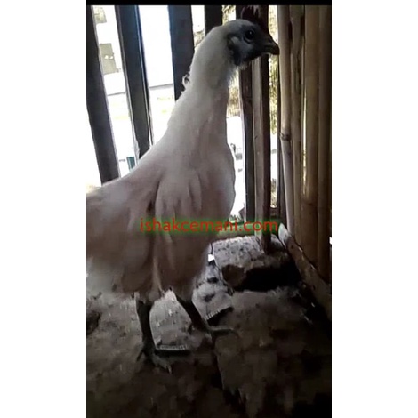 Ayam Rajek Wesi/Cemani Putih  Wajib Baca Diskripsi